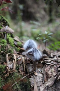 Cameron Highlands-053